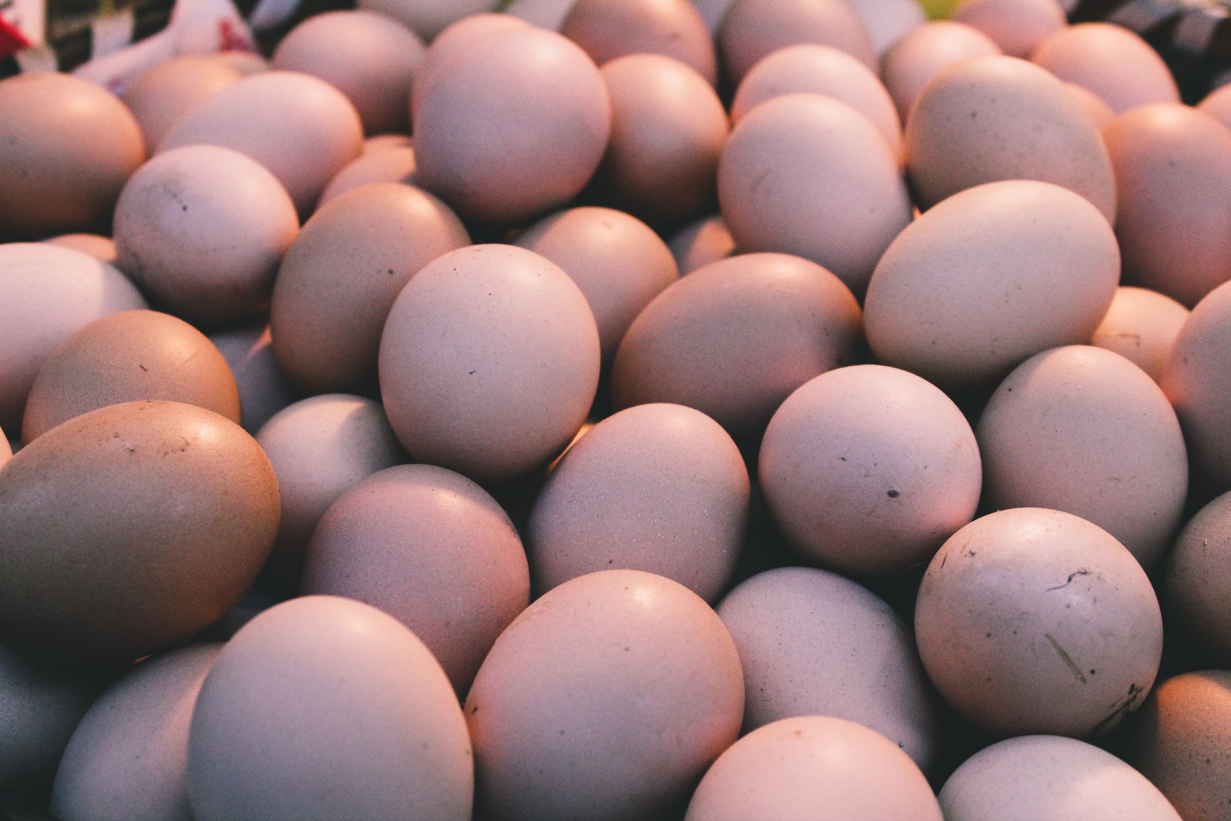 Fresh eggs — illustrative photograph