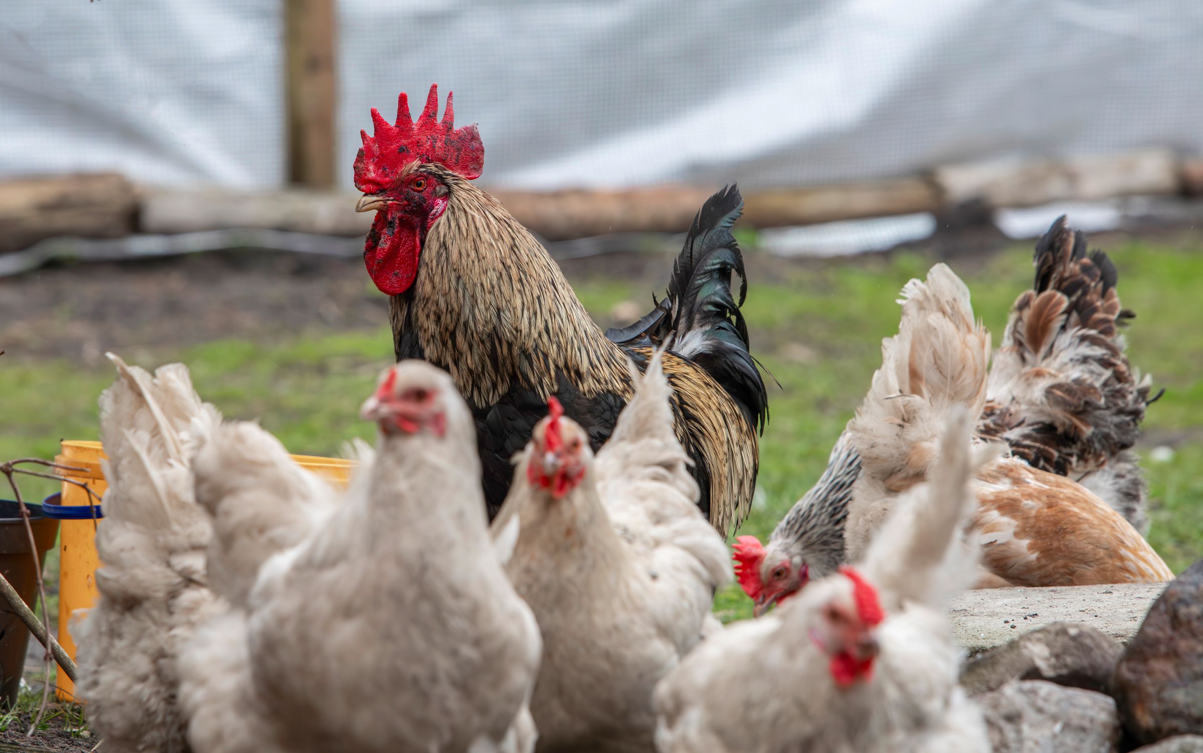 Poultry on a farm — illustrative photograph